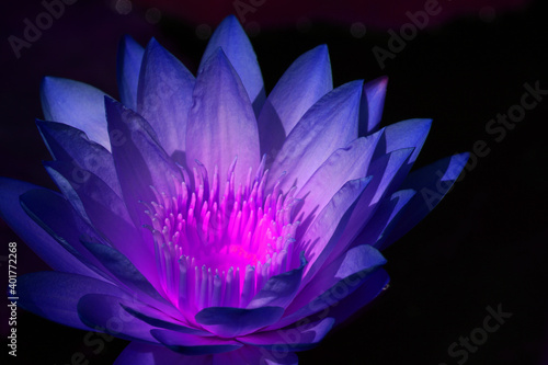 Close-ups Violet Purple Lotus flower or Nymphaea nouchali or Nymphaea stellata is a water lily - Purple nature Floral backdrop and beautiful detail concept 