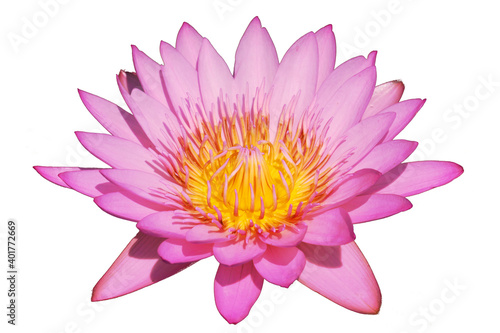 Single Blooming Pink Nymphaea Water lily or Pink Lotus Flower isolated on white background 