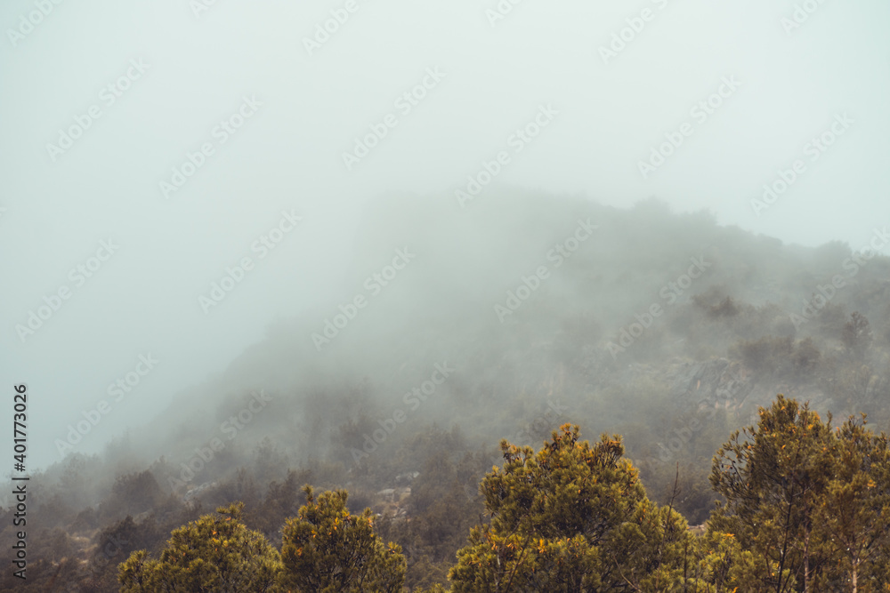 Fototapeta premium fog in the forest