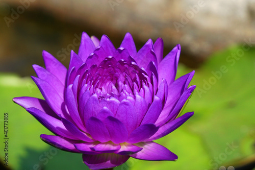 Close-ups Violet Purple Lotus flower or Nymphaea nouchali or Nymphaea stellata is a water lily - Purple nature Floral backdrop and beautiful detail concept                               