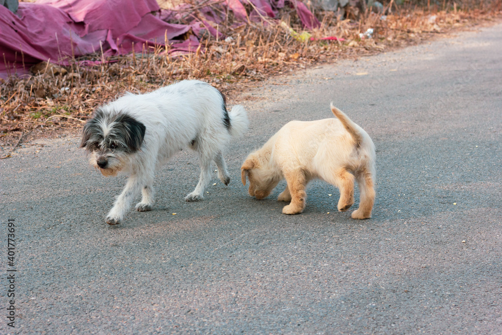 jack russell terrier sitting on the ground jack russell terrier sitting on the ground