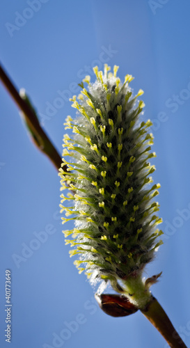 Catkins in a branch with pollen in the spring photo