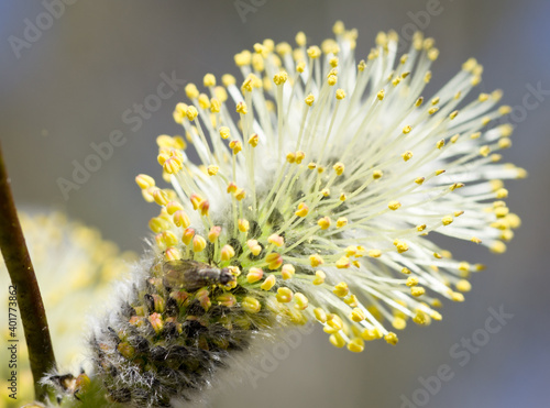 Catkins in a branch with pollen in the spring