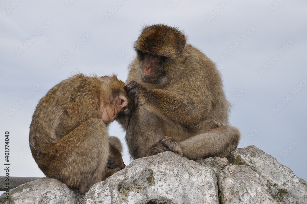 Two monkeys grooming each other. Furry Barbary macaque apes sitting on rock cliff in Gibraltar. Primate animals social grooming behavior