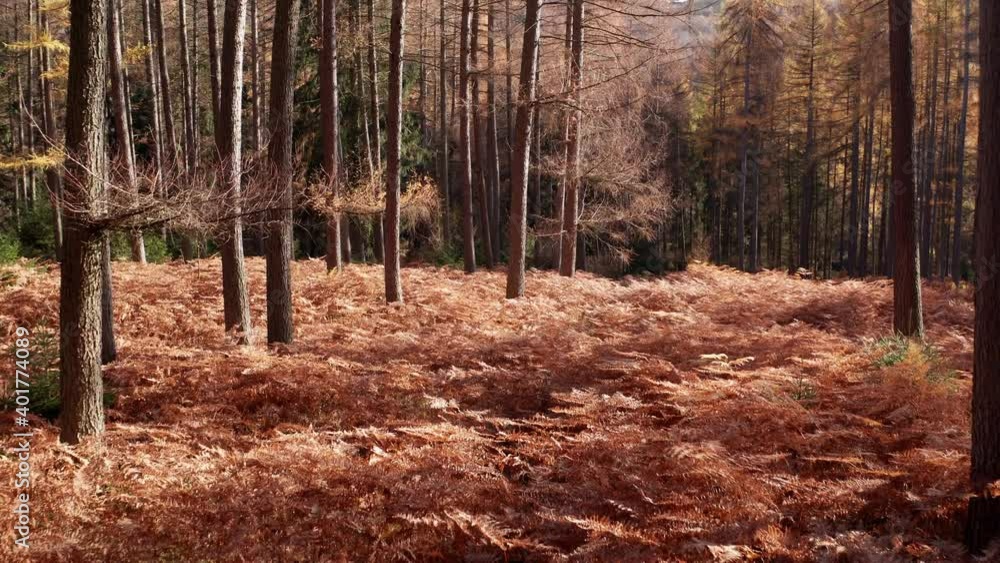 a light spruce forest with fern in autumn a light spruce forest with fern in autumn
