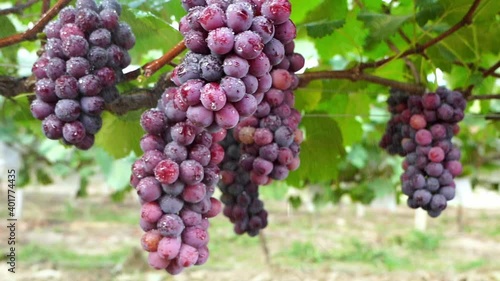 Wallpaper Mural Purple grapes watered by rain in a vineyard; water drops falling from ripe grapes Torontodigital.ca
