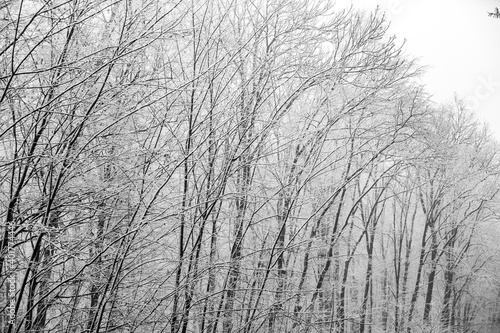 Beautiful winter landscape in the european forest. Snow on the trees. Enigmatic and amazing winter nature in black and white. Frosted trees branches. 