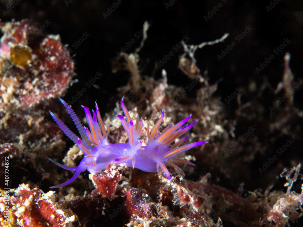 Obraz premium Flabellina, underwater life