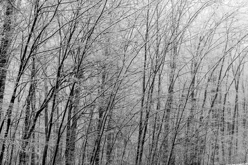 Beautiful winter landscape in the european forest. Snow on the trees. Enigmatic and amazing winter nature in black and white. Frosted trees branches. 