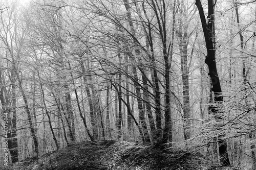 Wallpaper Mural Beautiful winter landscape in the european forest. Snow on the trees.
Enigmatic and amazing winter nature in black and white. Frosted trees branches.
 Torontodigital.ca