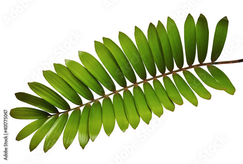 Cardboard palm or Zamia furfuracea or Mexican cycad leaf, Tropical foliage isolated on white background, with clipping path