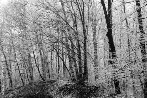 Wallpaper Mural Beautiful winter landscape in the european forest. Snow on the trees.
Enigmatic and amazing winter nature in black and white. Frosted trees branches.
 Torontodigital.ca
