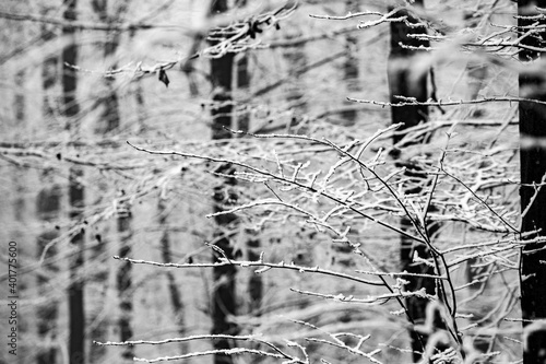 Wallpaper Mural Beautiful winter landscape in the european forest. Snow on the trees.
Enigmatic and amazing winter nature in black and white. Frosted trees branches.
 Torontodigital.ca