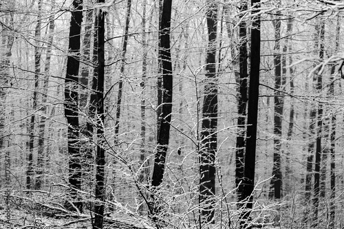 Beautiful winter landscape in the european forest. Snow on the trees. Enigmatic and amazing winter nature in black and white. Frosted trees branches. © romeof