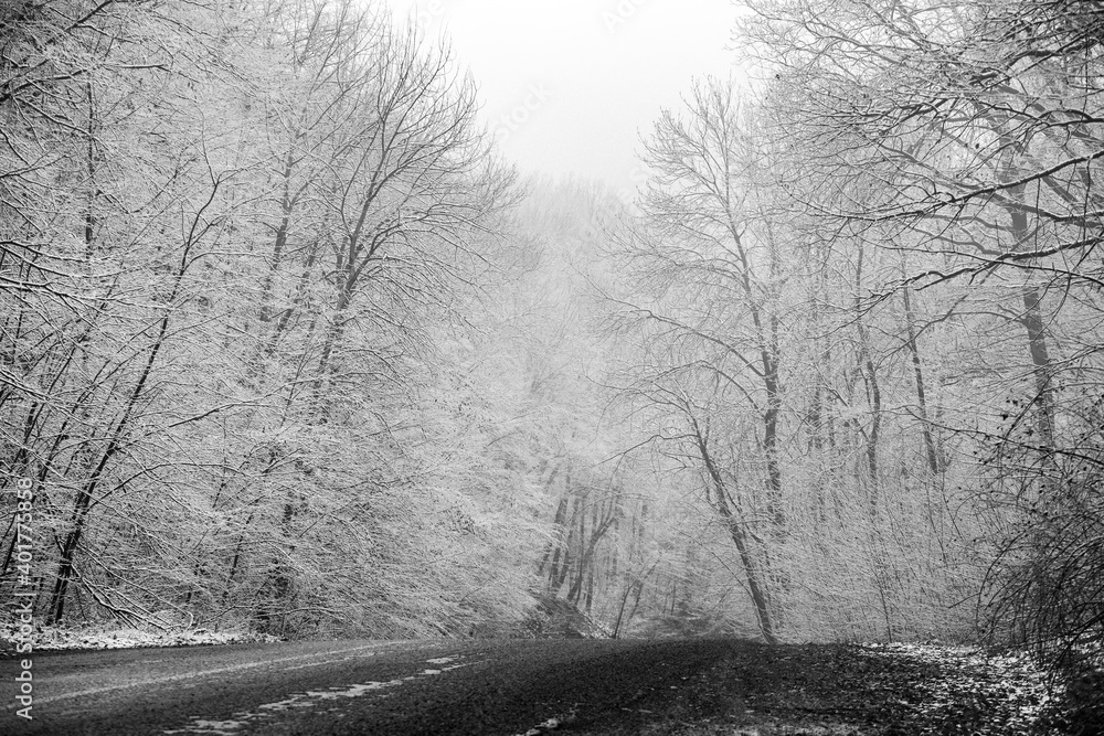 Obraz premium Beautiful winter landscape in the european forest. Snow on the trees. Enigmatic and amazing winter nature in black and white. Frosted trees branches. 
