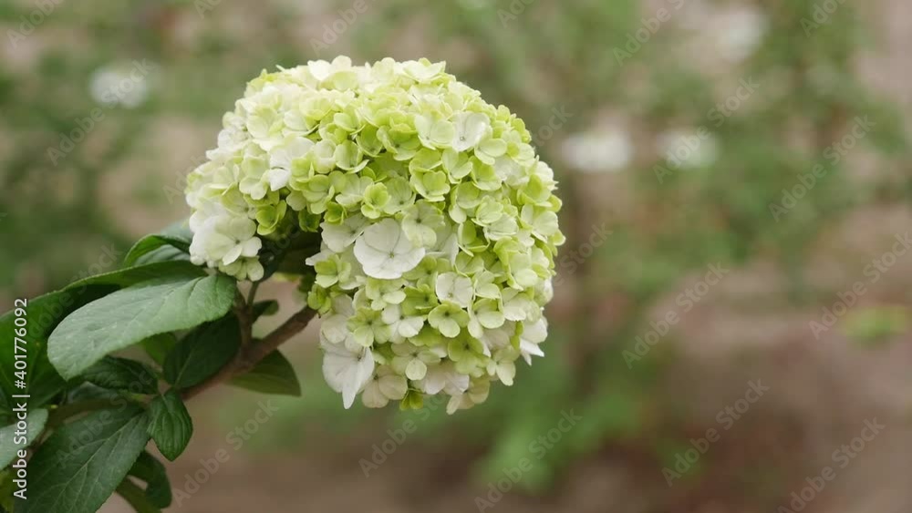Close-up of a white hydrangea flower swaying in the wind; beautiful flower Close-up of a white hydrangea flower swaying in the wind; beautiful flower
