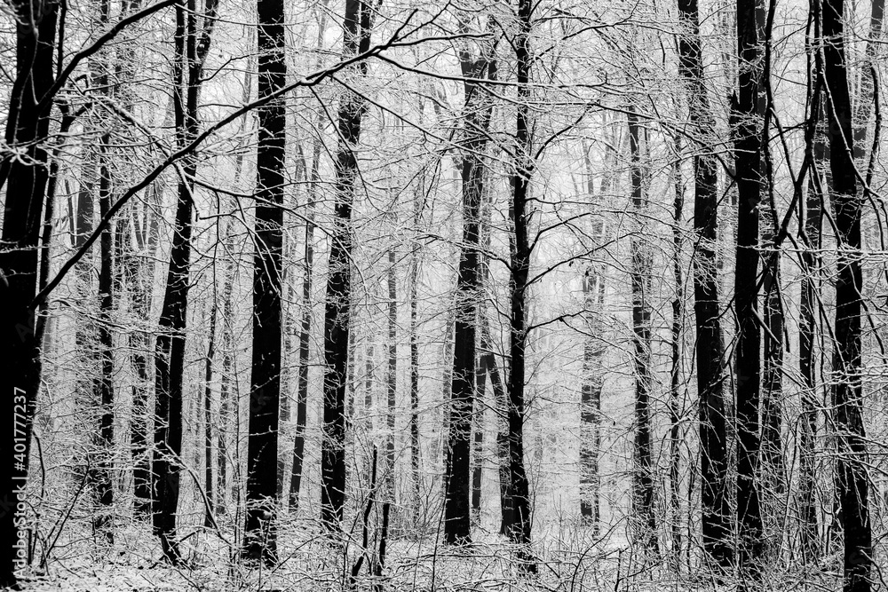 Fototapeta premium Beautiful winter landscape in the european forest. Snow on the trees. Enigmatic and amazing winter nature in black and white. Frosted trees branches. 