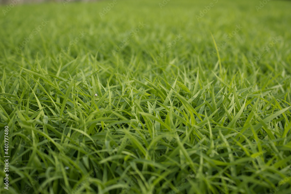 Fototapeta premium spring season abstract natural background of green rice farm close up with water drop . grass with water drops .