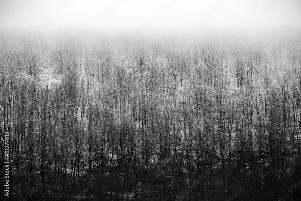 Beautiful winter landscape in the european forest. Snow on the trees.
Enigmatic and amazing winter nature in black and white. Frosted trees branches.
Beautiful winter landscape in the european forest. Snow on the trees.
Enigmatic and amazing winter nature in black and white. Frosted trees branches.