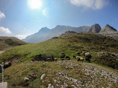 A heard of sheep grazing on the lush green pasture in Italian Dolomites on a sunny day. In the back there are high and sharp mountain peaks. Natural habitat of animals. Serenity and calmness. photo