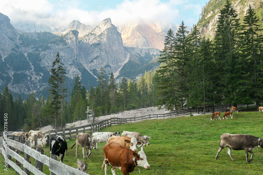 Heard of cows grazing on the lush green pasture in a valley in Italian Dolomites on a sunny day. In the back there are high and sharp mountain peaks. The cows are behind a wooden fence. Early morning