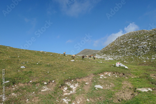 A heard of sheep grazing on the lush green pasture in Italian Dolomites on a sunny day. In the back there are high and sharp mountain peaks. Natural habitat of animals. Serenity and calmness. photo