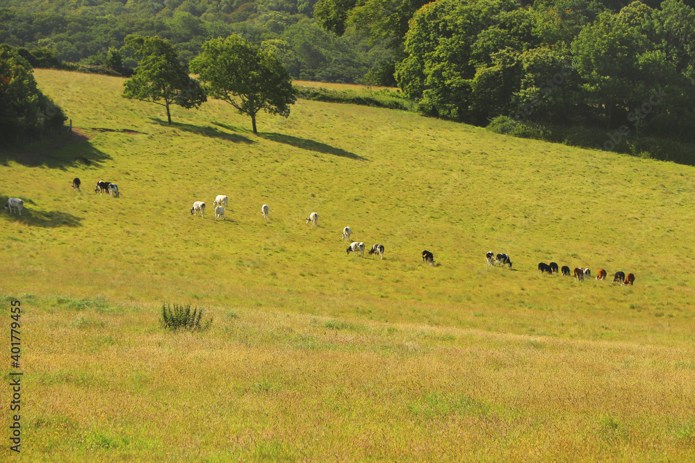 Obraz premium View over the river Fal from the meadows of Trelissick gardens