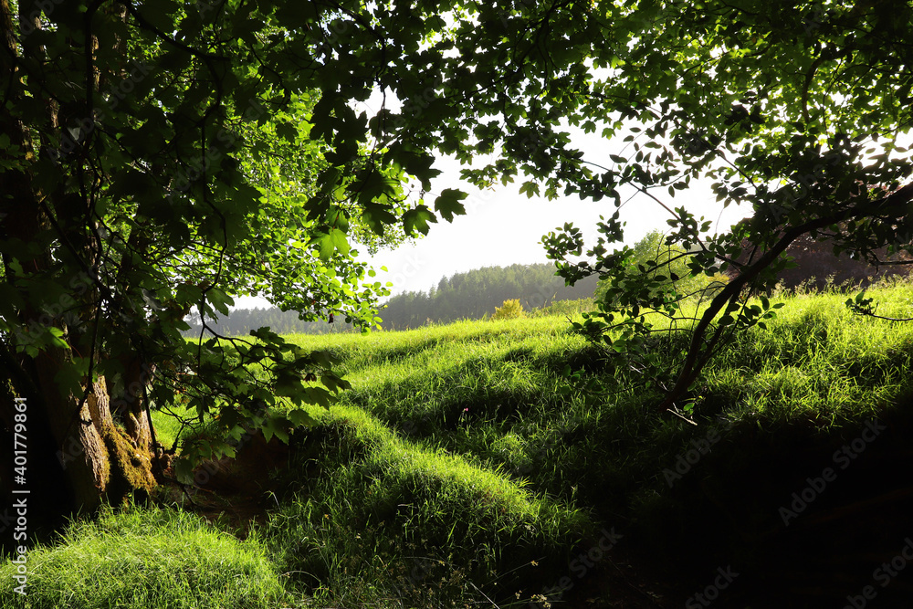 Fototapeta premium Tangle of undergrowth along a path covered with a tree canopy through the forest