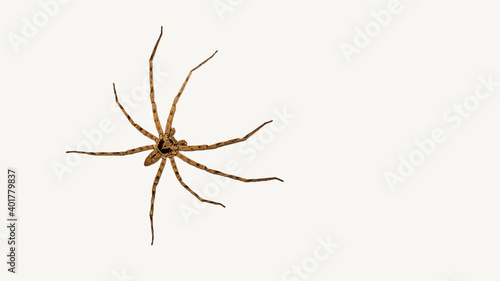 Spider on white background isolated The spider is waiting for its prey.