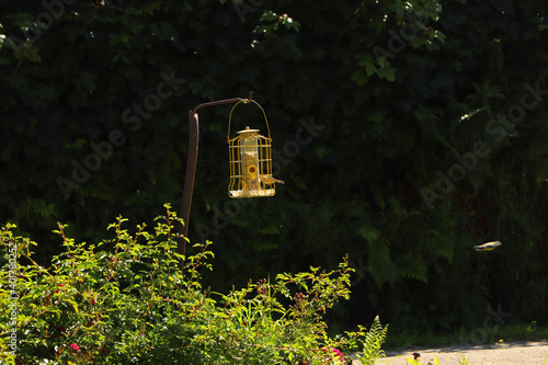 Bluetit pecking on seeds in a bird feeder in Exmoor