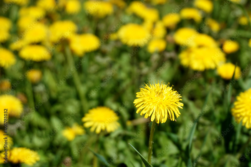 Blooming dandelion, illuminated by the sun on the background of other dandelions and green grass. Blooming dandelion, illuminated by the sun on the background of other dandelions and green grass.
