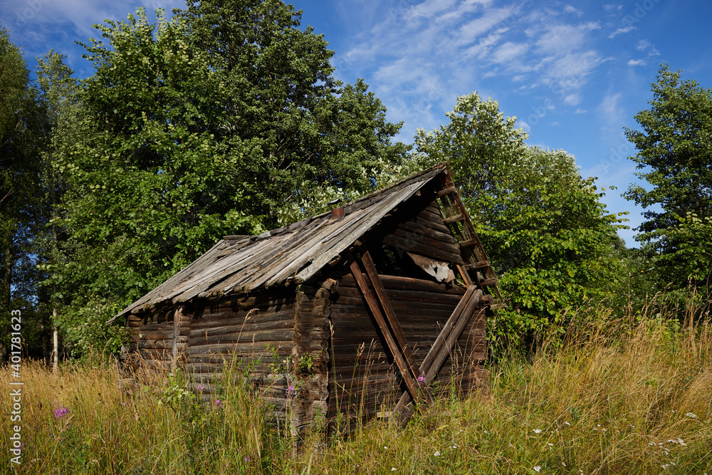 Abandoned overgrown with trees and grass wooden old ruined barn in a field in a Russian village
