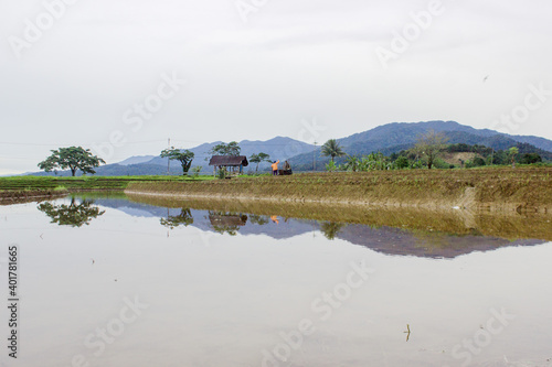 Fototapeta Naklejka Na Ścianę i Meble -  View of reflections on rice fields with clear white skies when it rains during the day in North Bengkulu, Indonesia