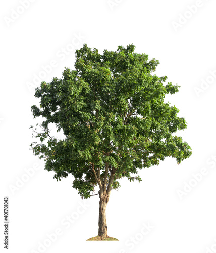 green tree isolated on white background.