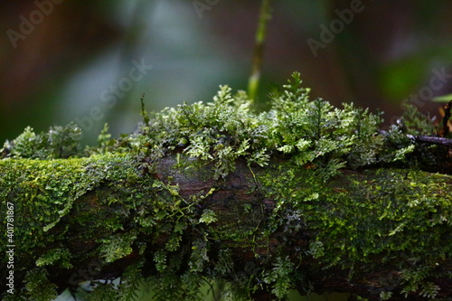 Lichen and moss growing on a tree branch in Arenal, Costa Rica.