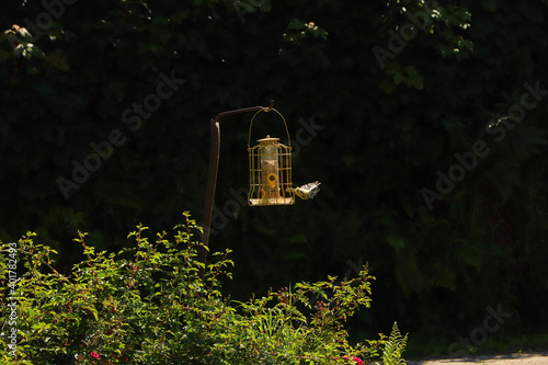 Bluetit pecking on seeds in a bird feeder in Exmoor