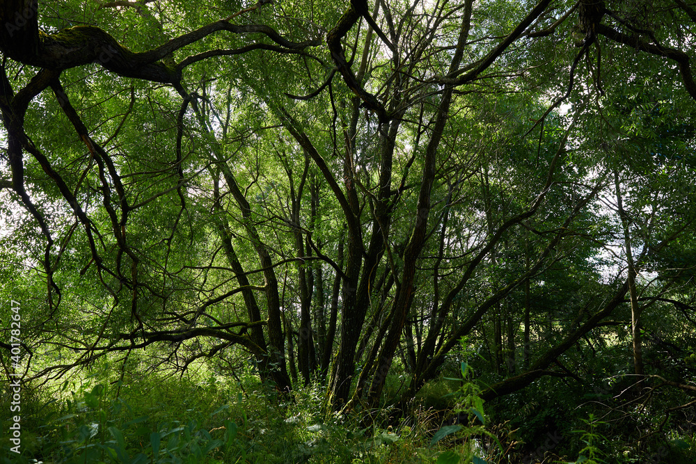 Forest landscape. The middle band of Russia. Trees with branches Forest landscape. The middle band of Russia. Trees with branches