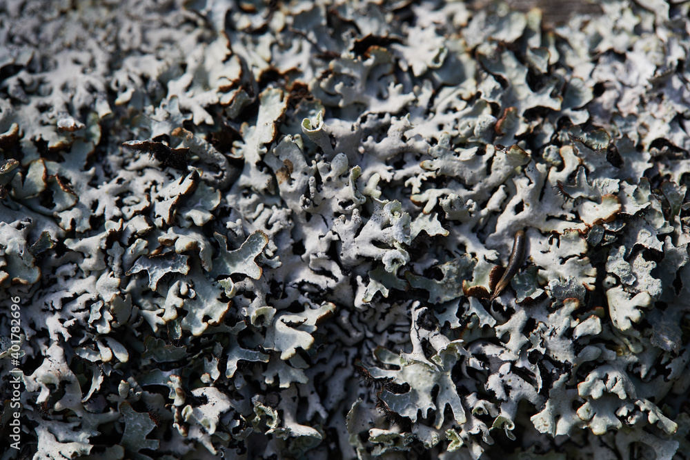 Gray moss and lichen on an old wooden Board. Texture background macro Gray moss and lichen on an old wooden Board. Texture background macro