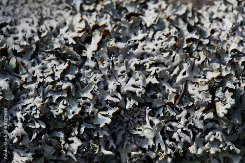 Gray moss and lichen on an old wooden Board. Texture background macro