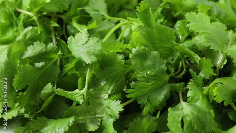  Fresh raw green coriander close up full frame