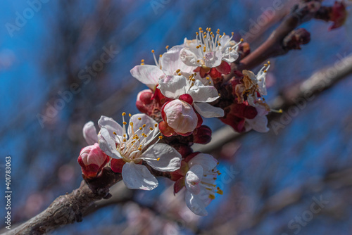 Crerry tree blooming photo