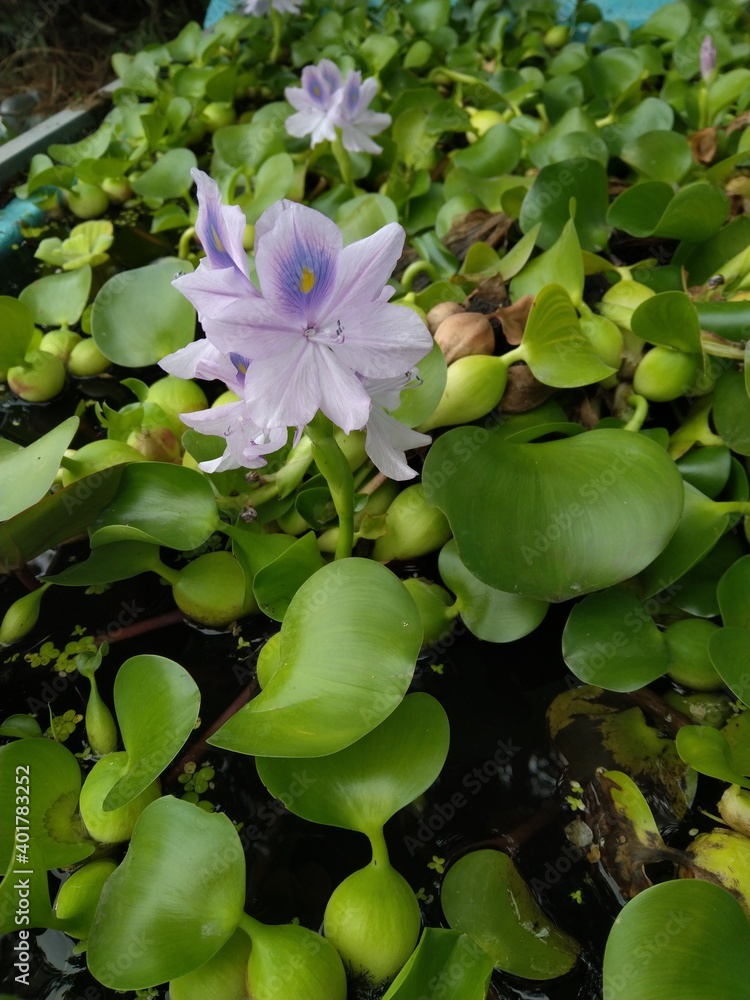 Fototapeta premium Water Hyacinth are blooming in the pond design for green water plants