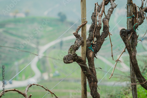 Valdobbiadene, Italy, the way of the Prosecco wine. Unesco world heritage