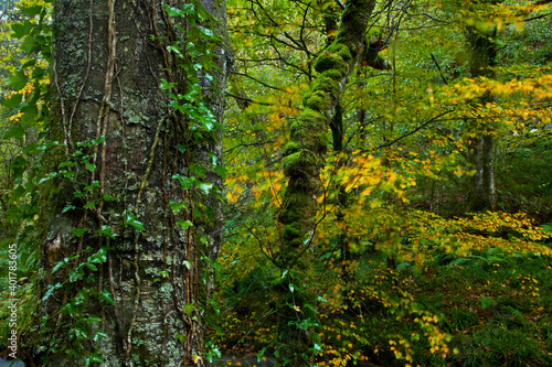 Bosque Atlántico, Reserva Integral de Muniellos, Asturias. Forest. Muniellos Natural Reserve. Asturias. Spain