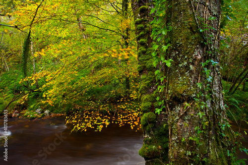 Fototapeta Naklejka Na Ścianę i Meble -  Bosque Atlántico, Reserva Integral de Muniellos, Asturias.  Forest. Muniellos Natural Reserve. Asturias. Spain