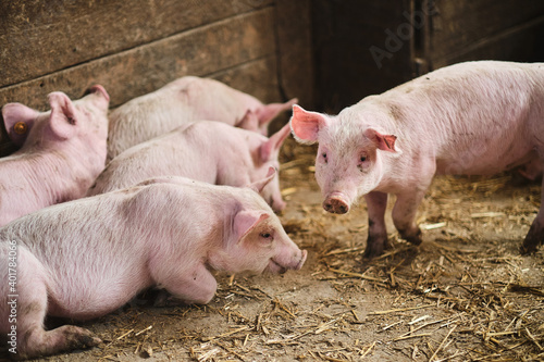 Domestic pigs on the farm © patrykstanisz