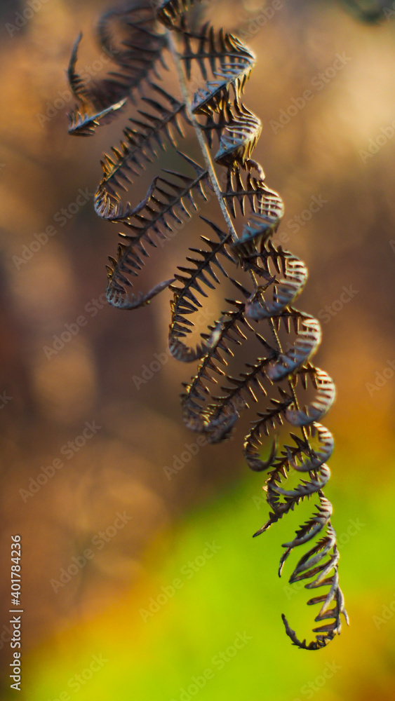 Feuilles de fougère aux teintes automnales, photographiées dans la forêt des Landes de Gascogne