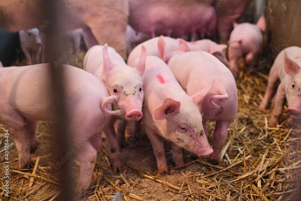 Domestic pigs on the farm
