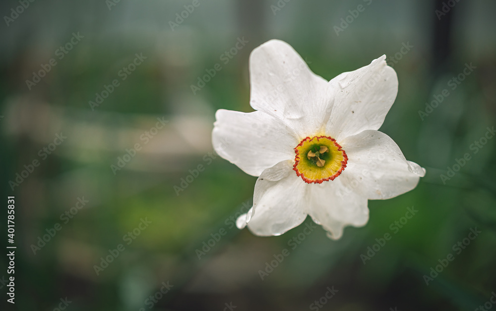 Narcissus Narcissus