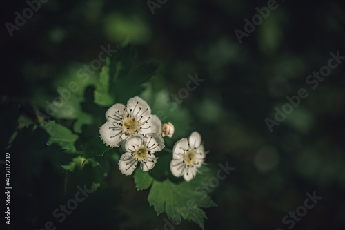 Fruit tree blooming